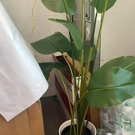 Oleandro House Lägenhet *